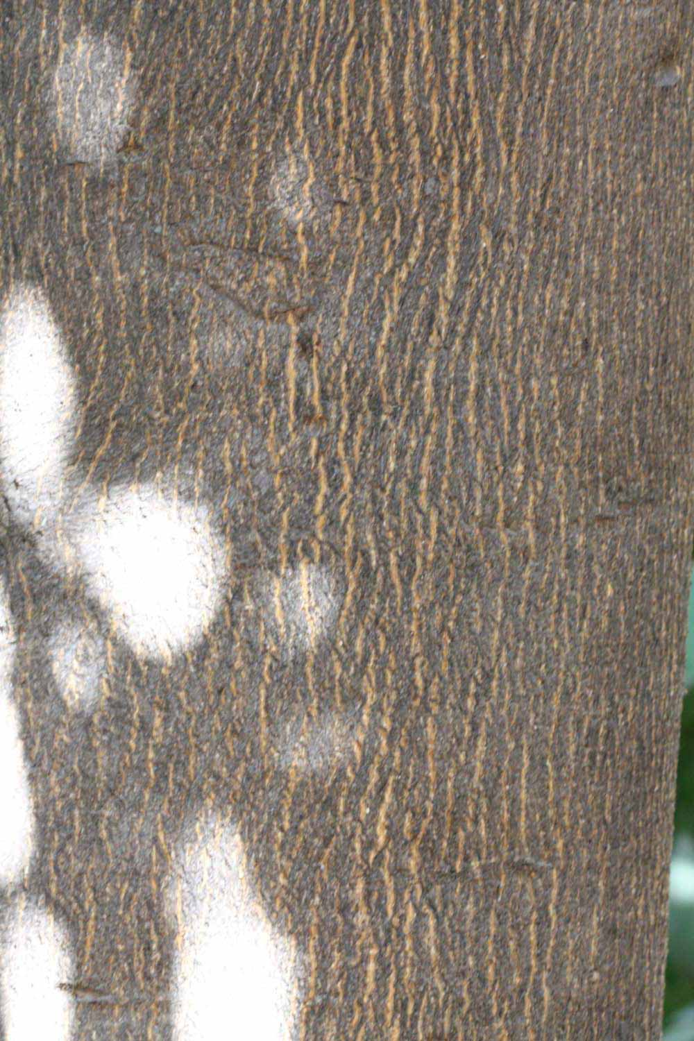            Bark (Riverside, CA)   